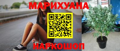 крисы Малгобек